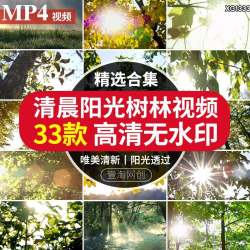 唯美小清新清晨阳光照射森林树林丁达尔光透过树叶短视频剪辑素材