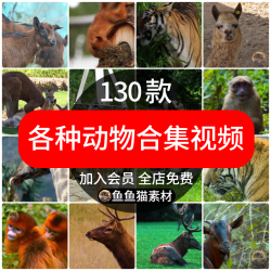 野生动物园斑马猴子大象白老虎狮子熊猫空镜头抖音短视频剪辑素材