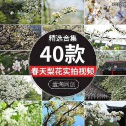 春天梨树梨花开放盛开花瓣开花枝头雪白色特写实拍短视频剪辑素材