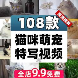 猫咪萌宠特写横屏短视频猫猫国外短毛猫宠物高清情感治愈剪辑素材
