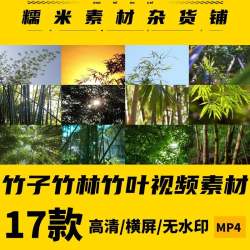 抖音快手自媒体短视频竹林竹叶阳光透过竹林剪辑视频素材