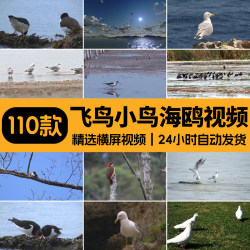 飞鸟岸边的海鸥飞翔树枝上的小鸟动物麻雀鸟空镜头剪辑短视频素材