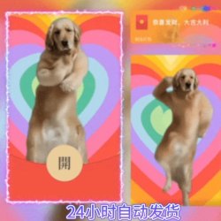2024新款跳舞小金毛舞动宠物微信红包封面序列号wx动态音乐