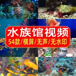 水族馆风水鱼观赏鱼群珊瑚海洋横屏自媒体pr剪辑制作短视频素
